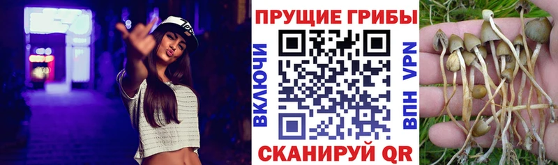 Галлюциногенные грибы Psilocybine cubensis  где купить наркоту  Хотьково 